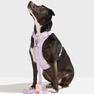 Cushioned Harness + Lightweight Leash Walk Kit - Image 2