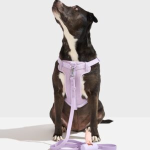 Step-In Harness + Waterproof Leash Walk Kit - Image 2