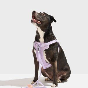 Step-In Harness + Hands-Free Rope Leash Walk Kit - Image 2
