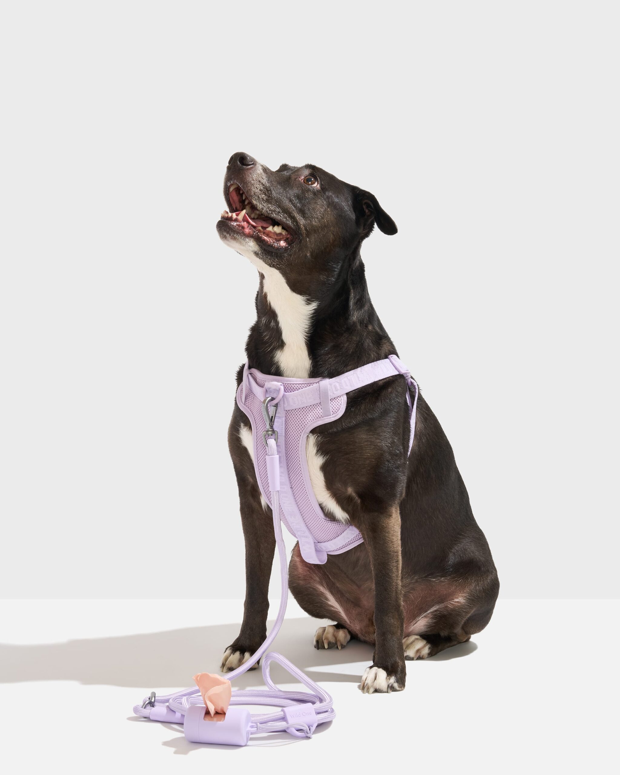 Step-In Harness + Hands-Free Rope Leash Walk Kit - Image 2