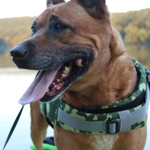 Dog Life Jacket (PFD) - Image 7