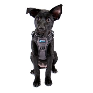 Gunnison Dog Harness - Image 6