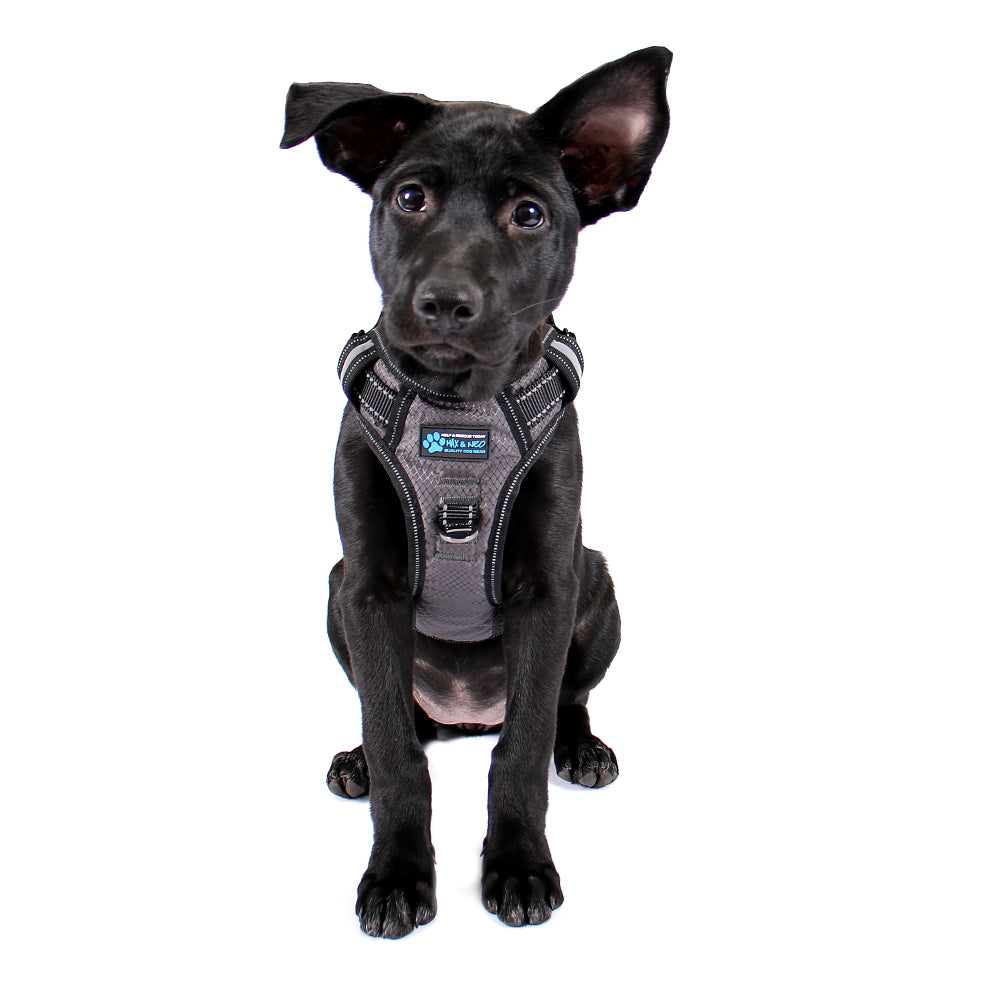 Gunnison Dog Harness