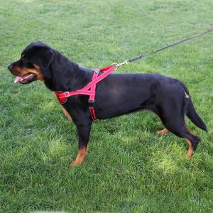 Passport Harness (discontinued) - Image 8