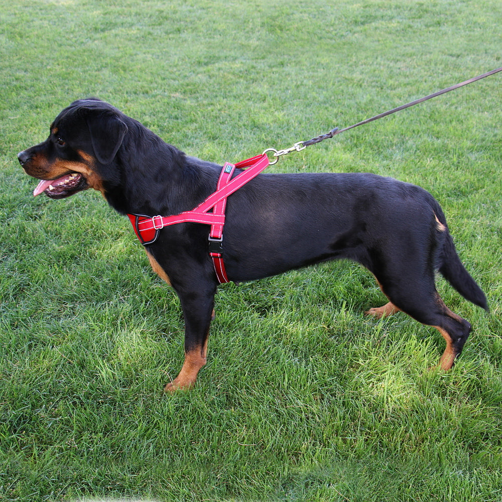 Passport Harness (discontinued)