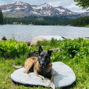 Portable Travel Dog Bed - Image 7