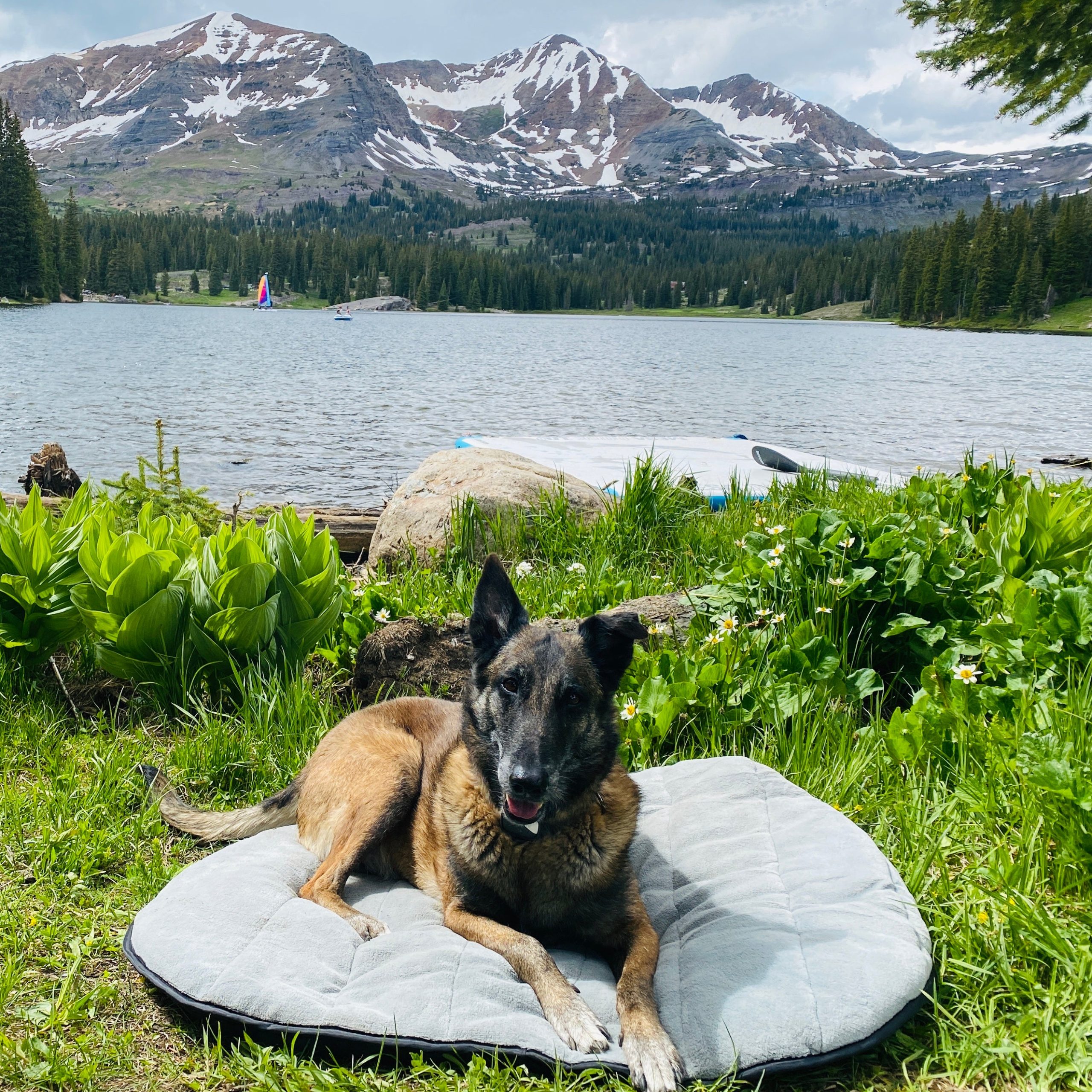 Portable Travel Dog Bed - Image 7