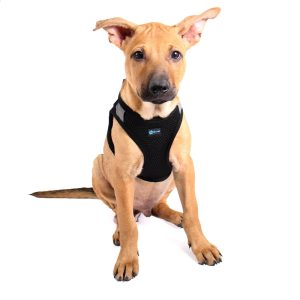 Nanu Small Dog Harness - Image 1