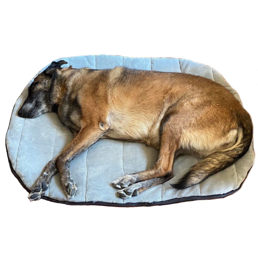 Portable Travel Dog Bed