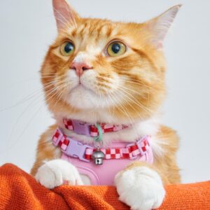 Cat Harness & Leash + Collar Kit - Image 4
