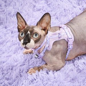 Cat Harness & Leash + Collar Kit - Image 2