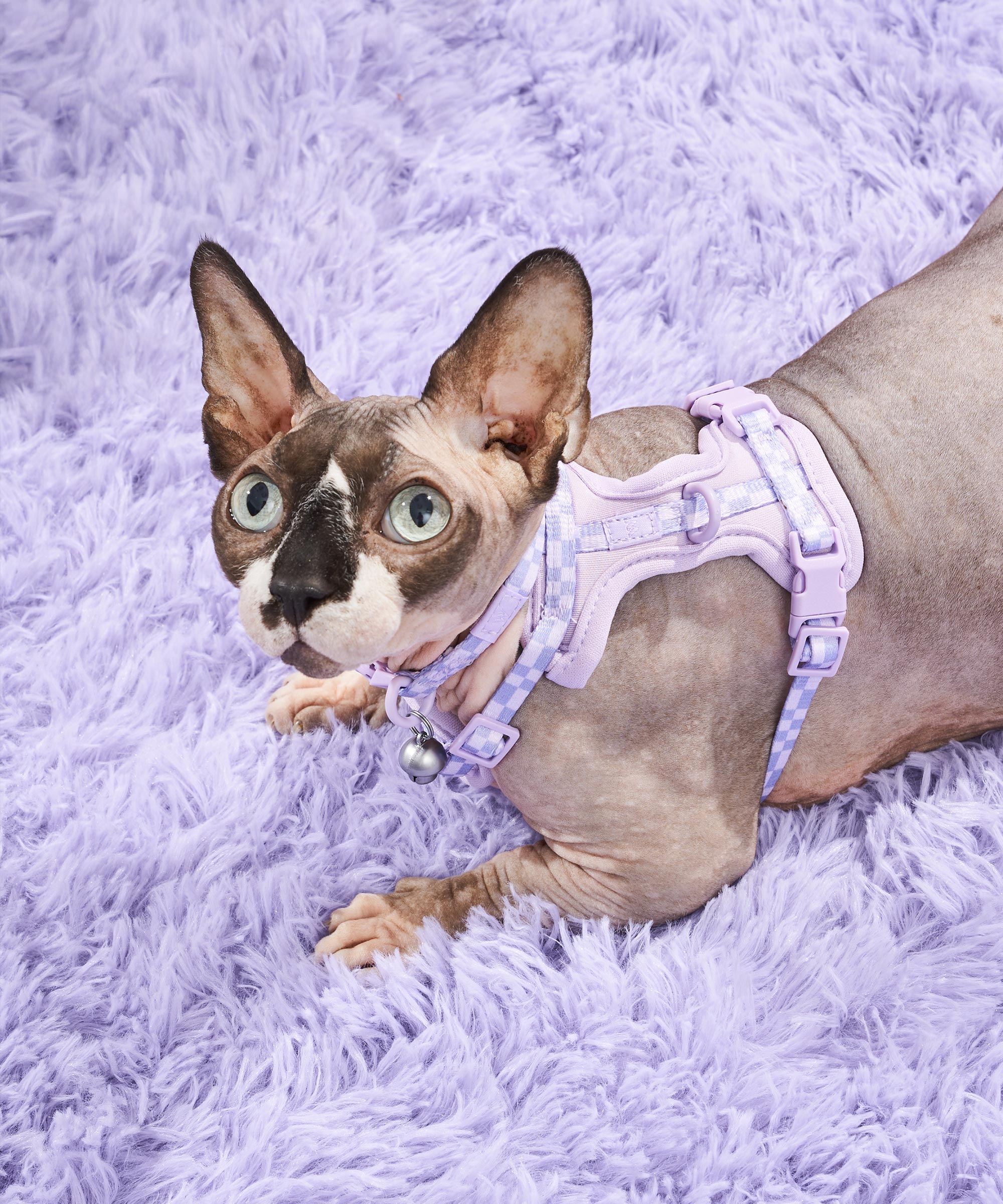 Cat Harness & Leash + Collar Kit - Image 2